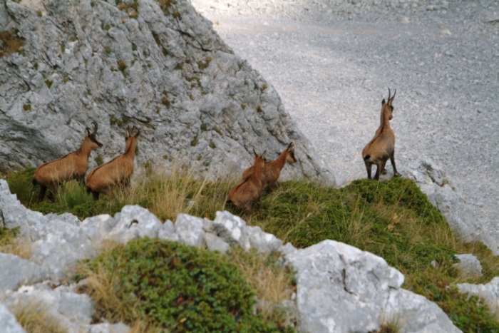 Camoscio d''Abruzzo Rupicapra pyrenaica ornata